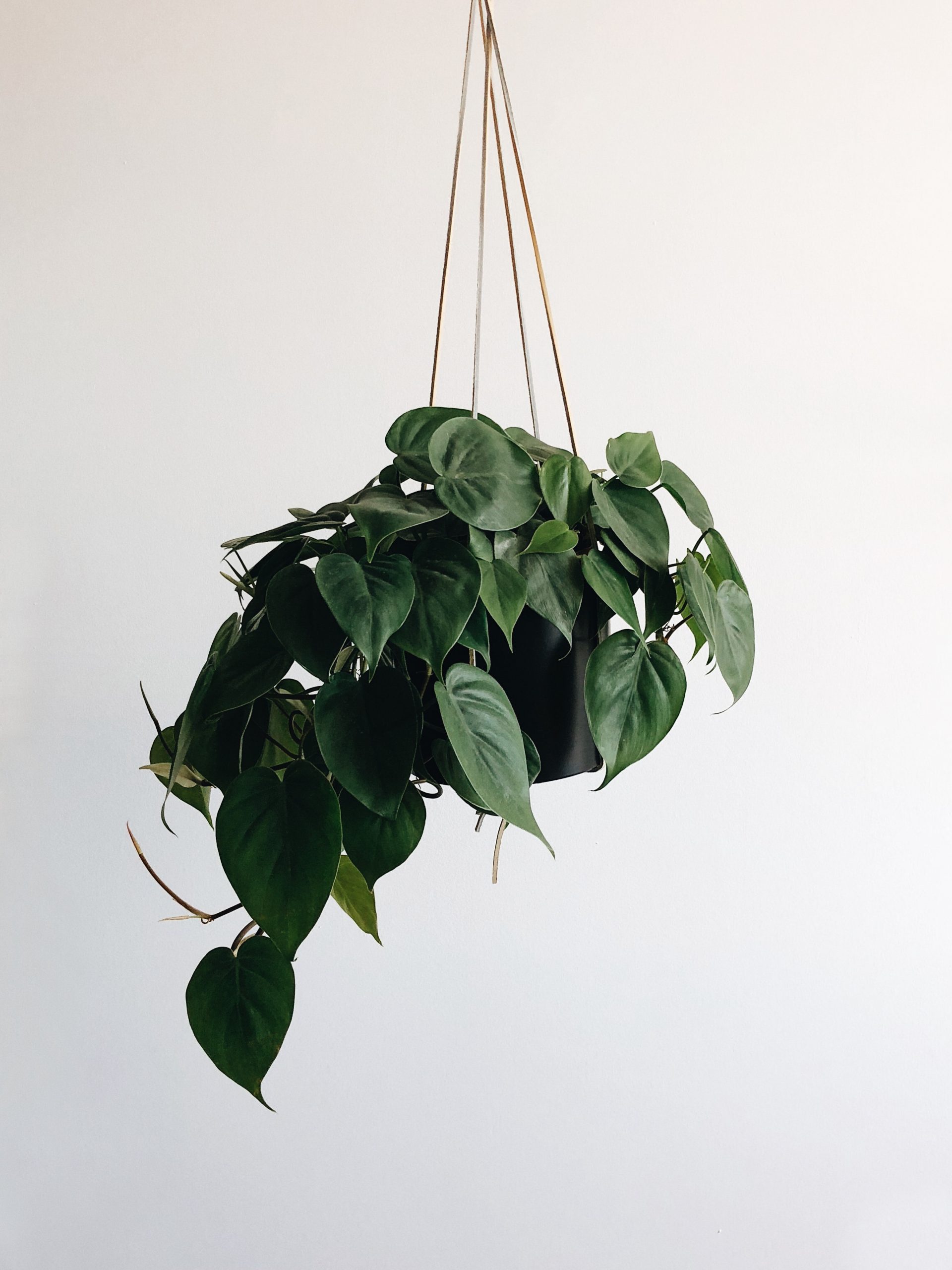 hangende plantenbak