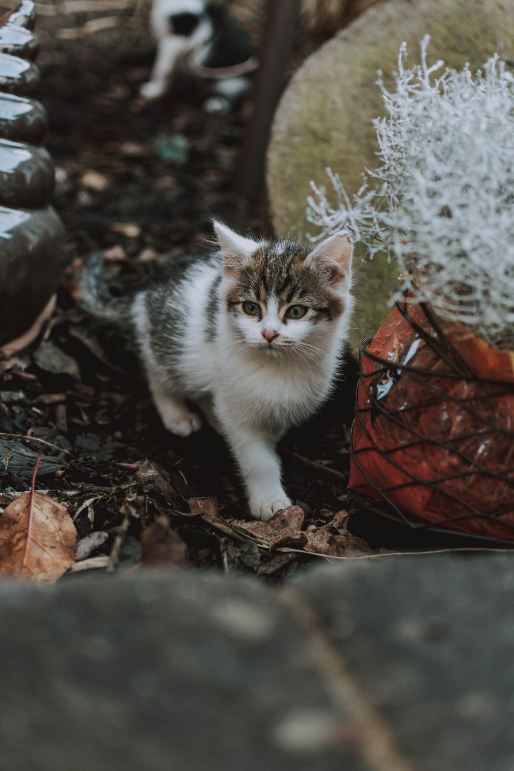 Kat