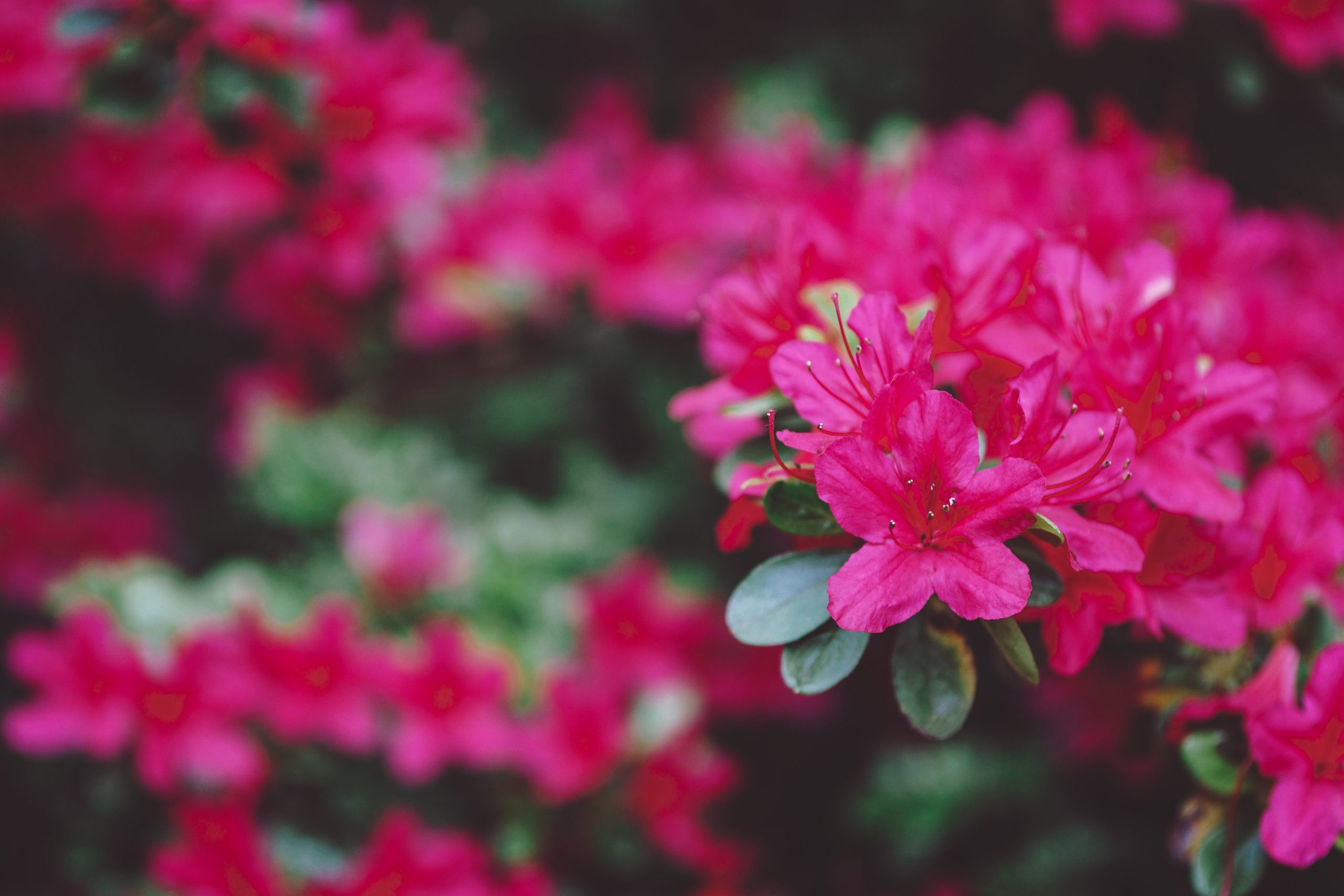 Fuchsia