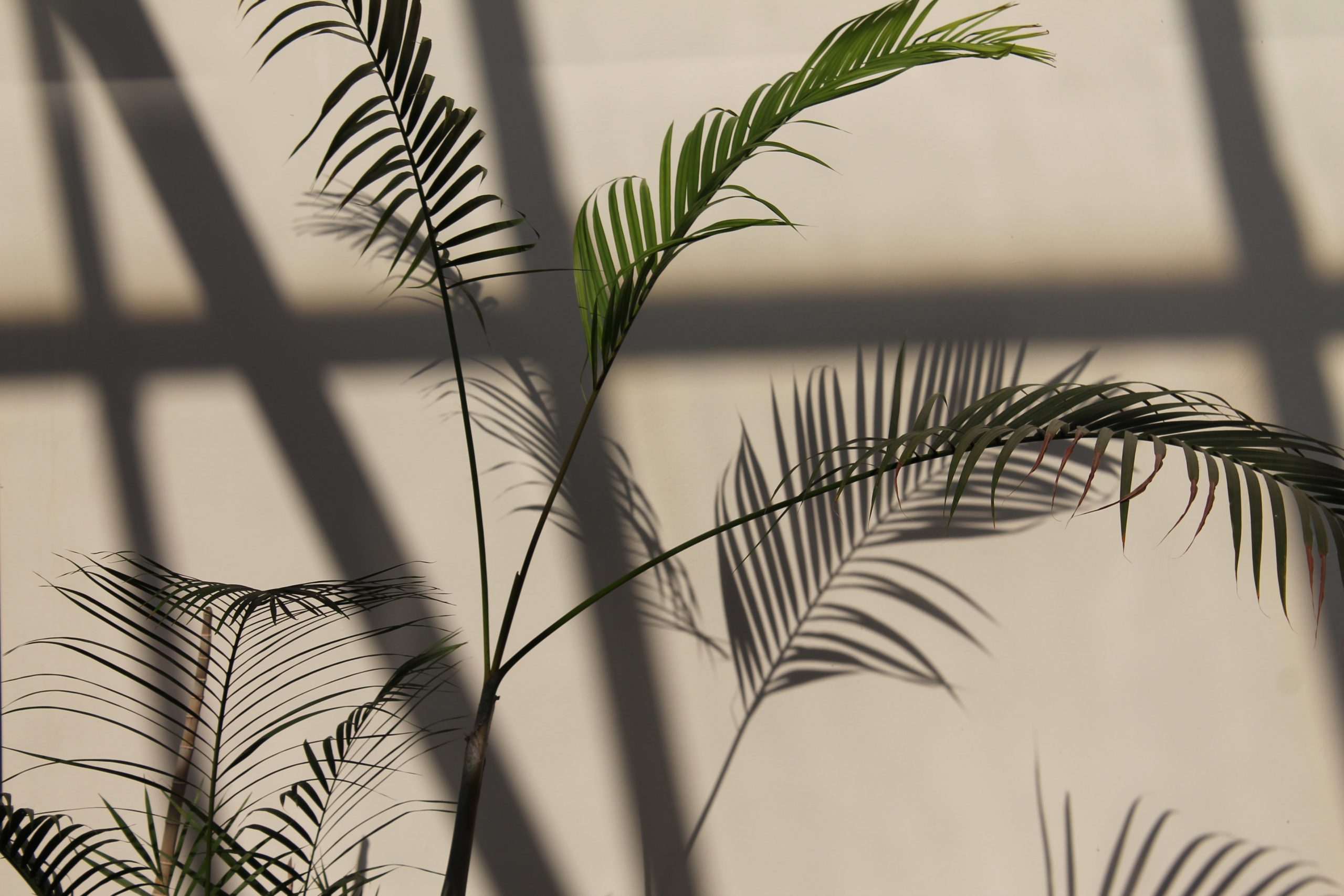 schaduwplanten
