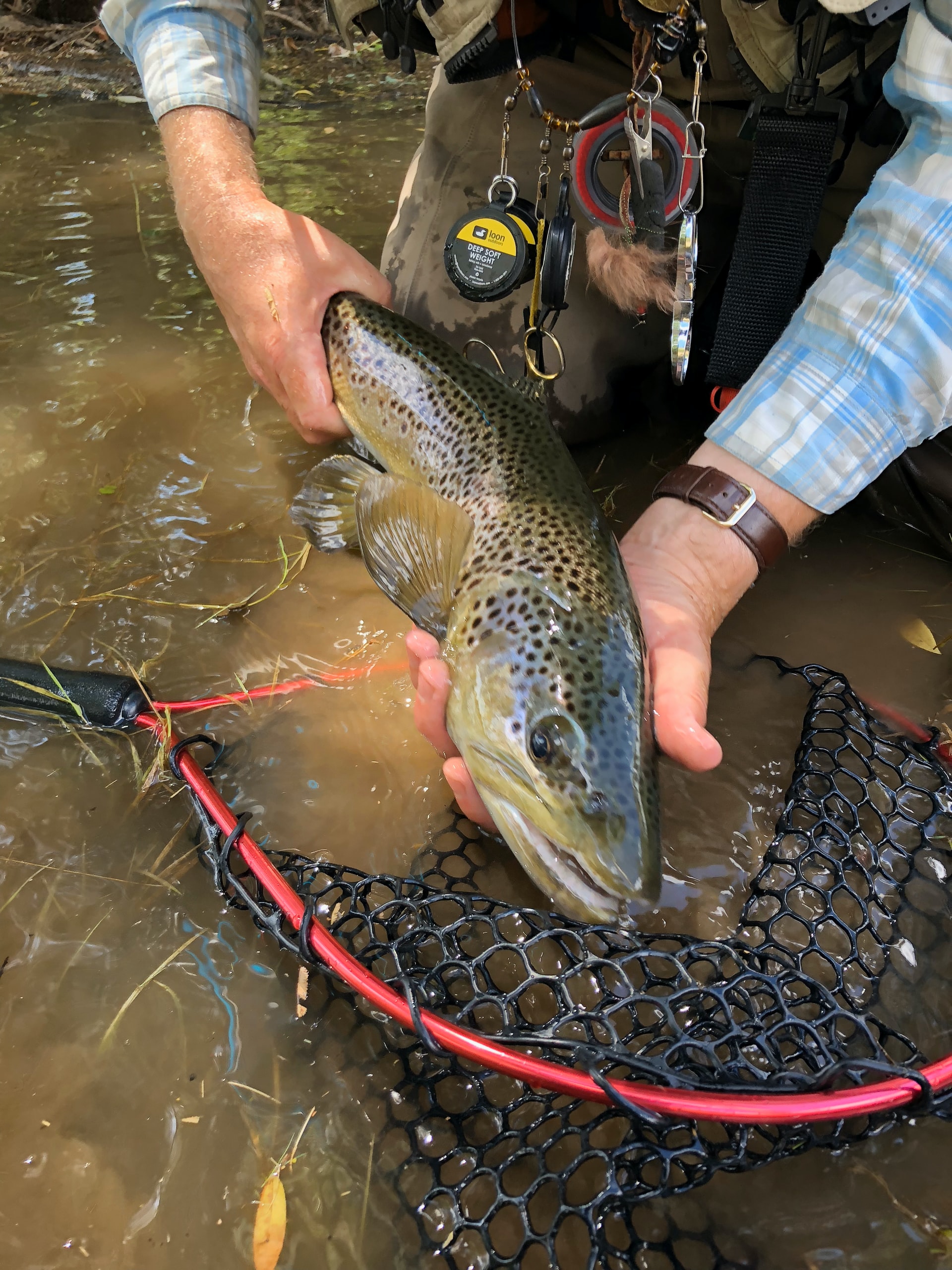 snoek