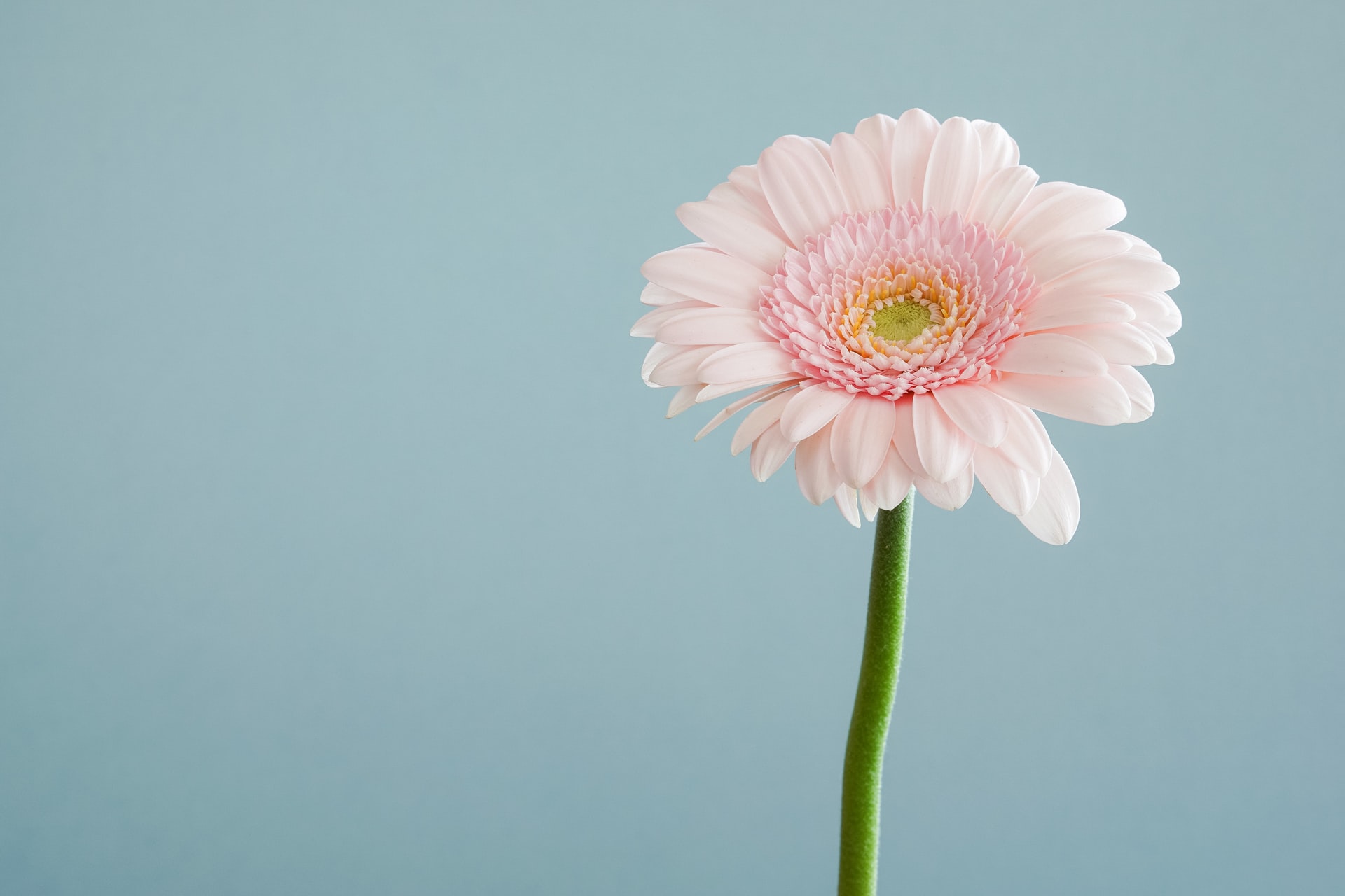 Alles wat je wilt weten over kunstplanten
