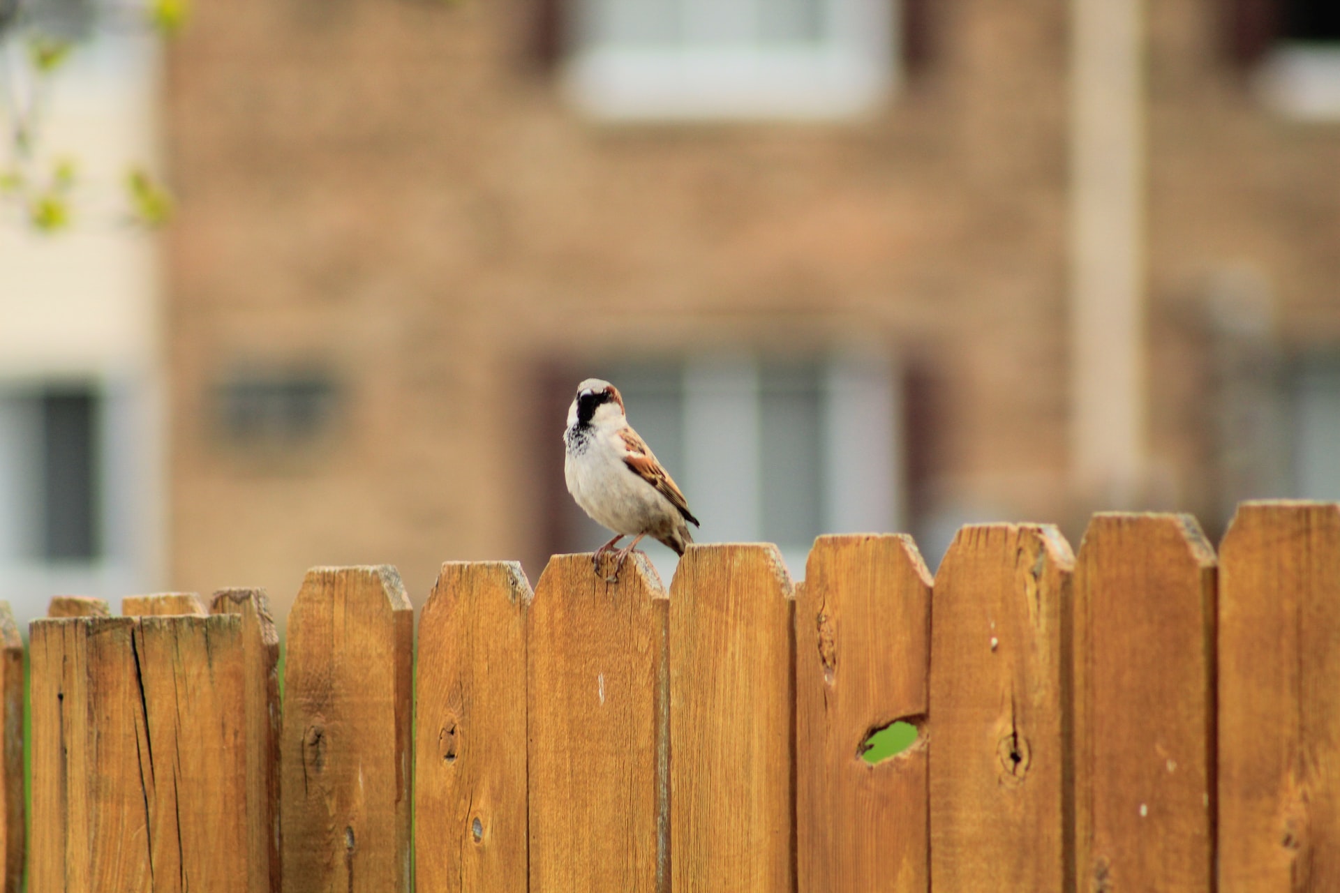 Is jouw tuin ook een grote open vlakte?