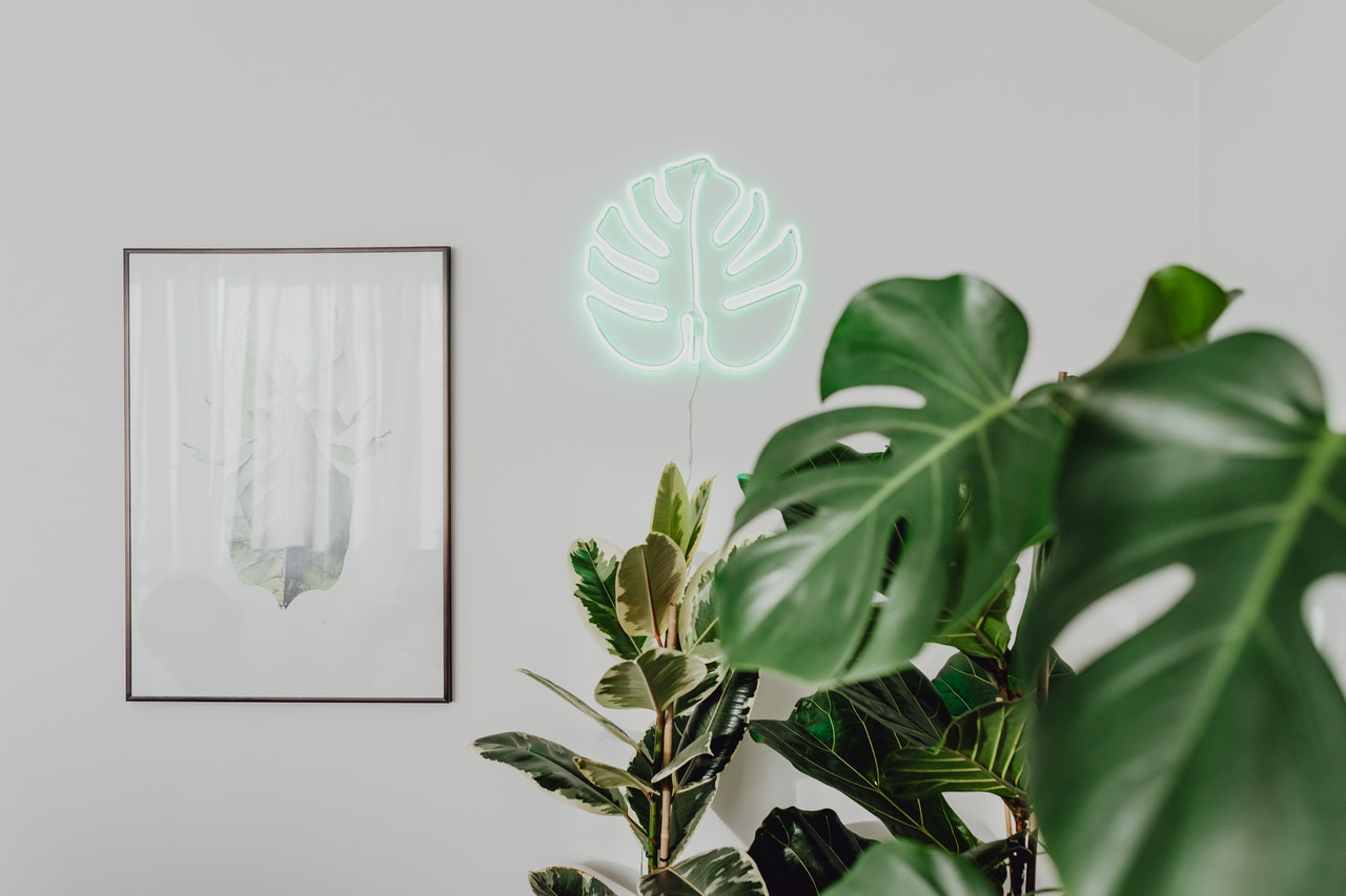 Tips om meer groen in huis te halen