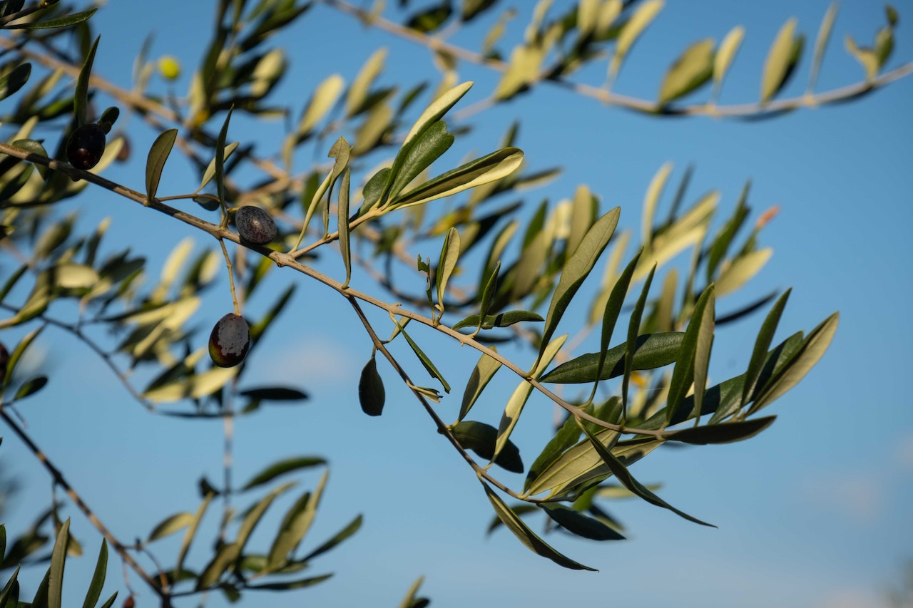 5 x perfecte balkon planten + handige tips
