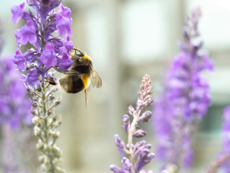 purple flower with black and yellow bee