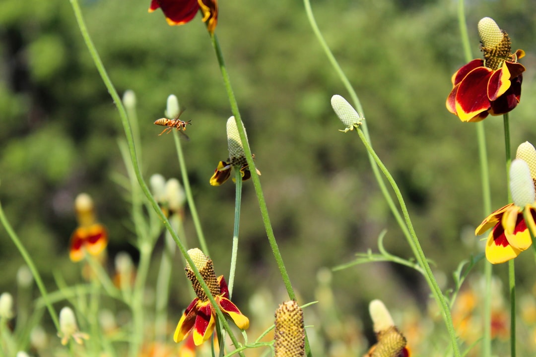 a bunch of flowers that are in the grass