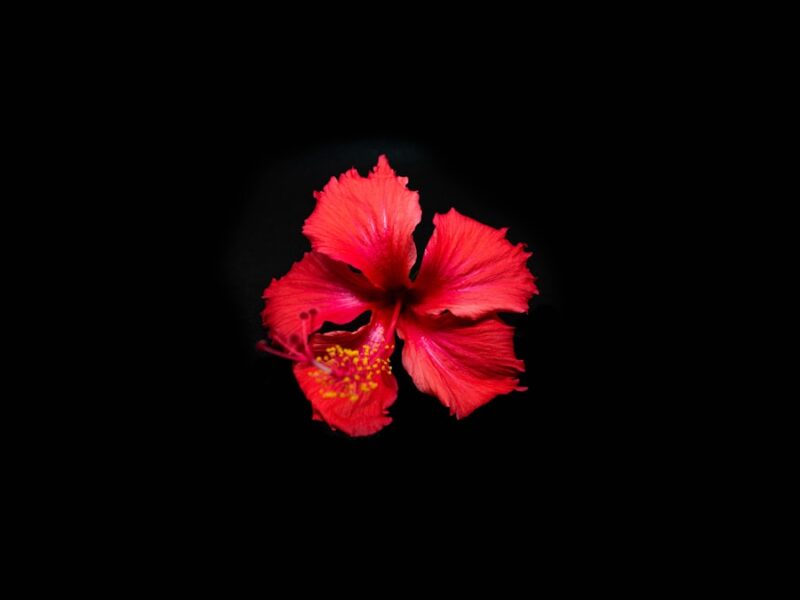 pink hibiscus in bloom close up photo