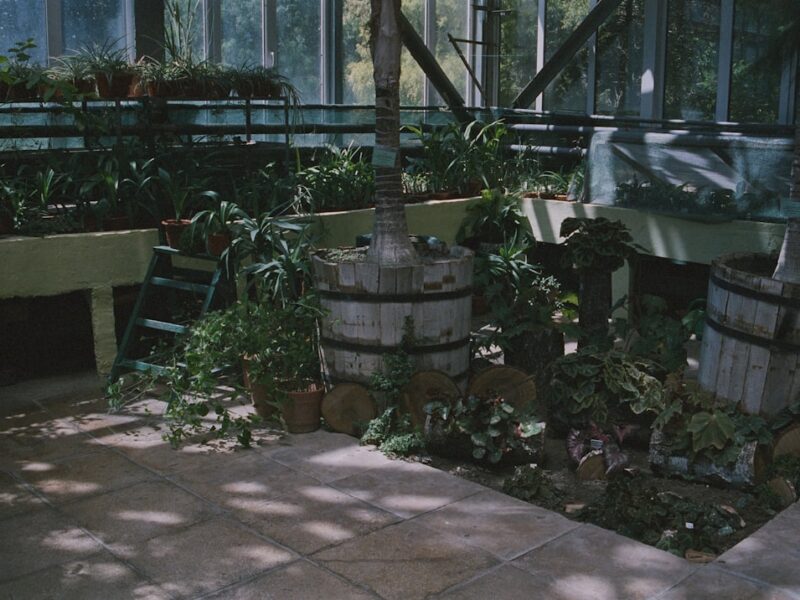 Greenhouse interior with lush plants and wooden barrels.