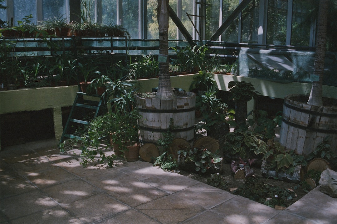 Greenhouse interior with lush plants and wooden barrels.
