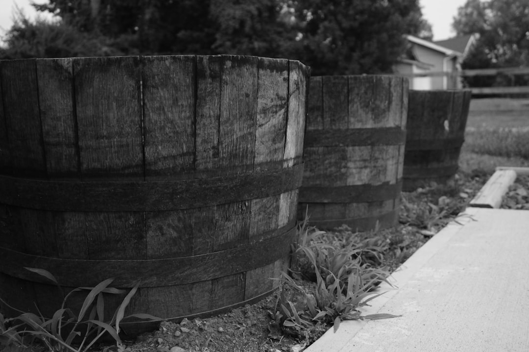 Three wooden barrels used as planters
