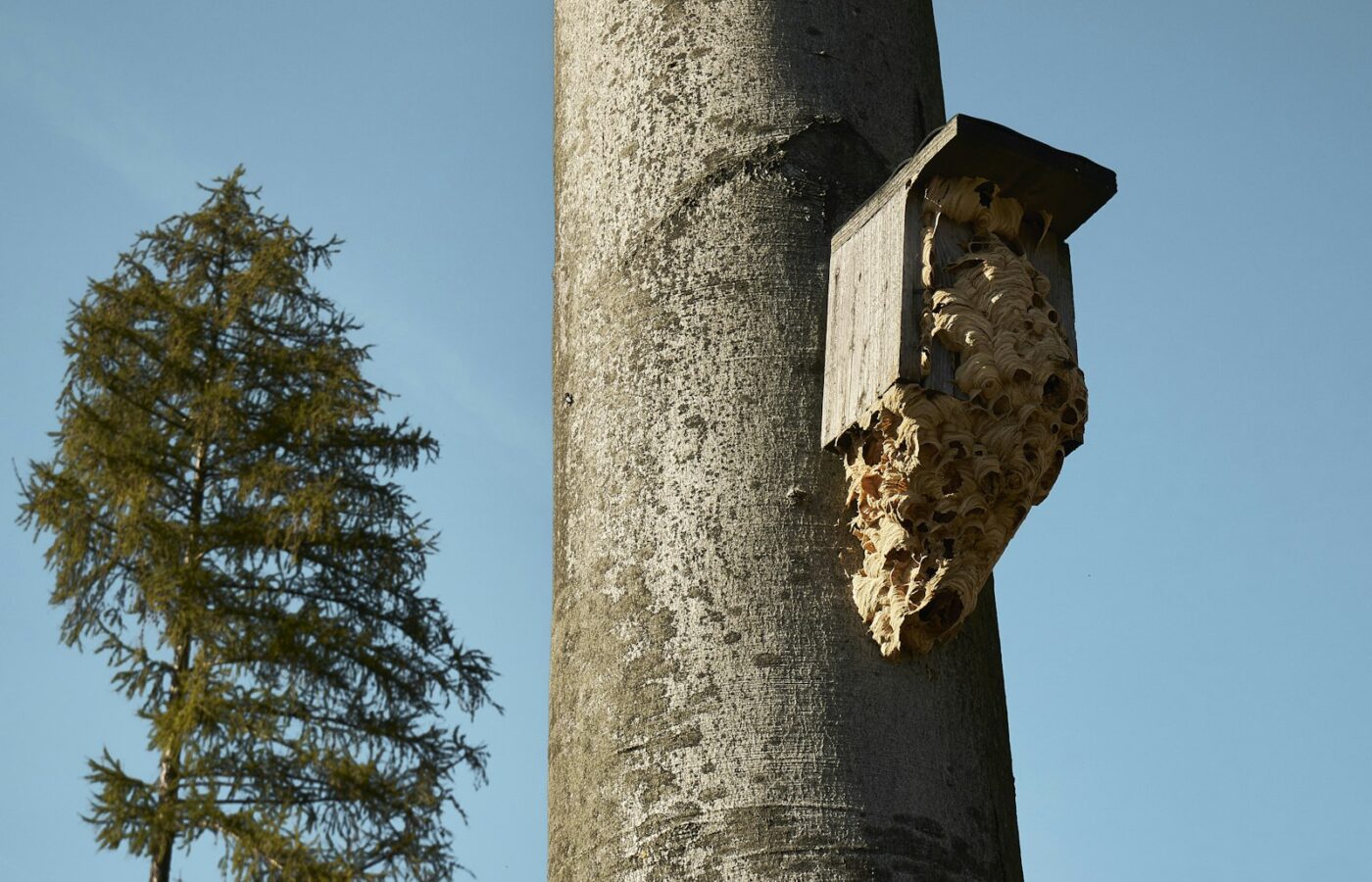 Rond papierachtig hoornaarnest hoog tussen de takken van een boom