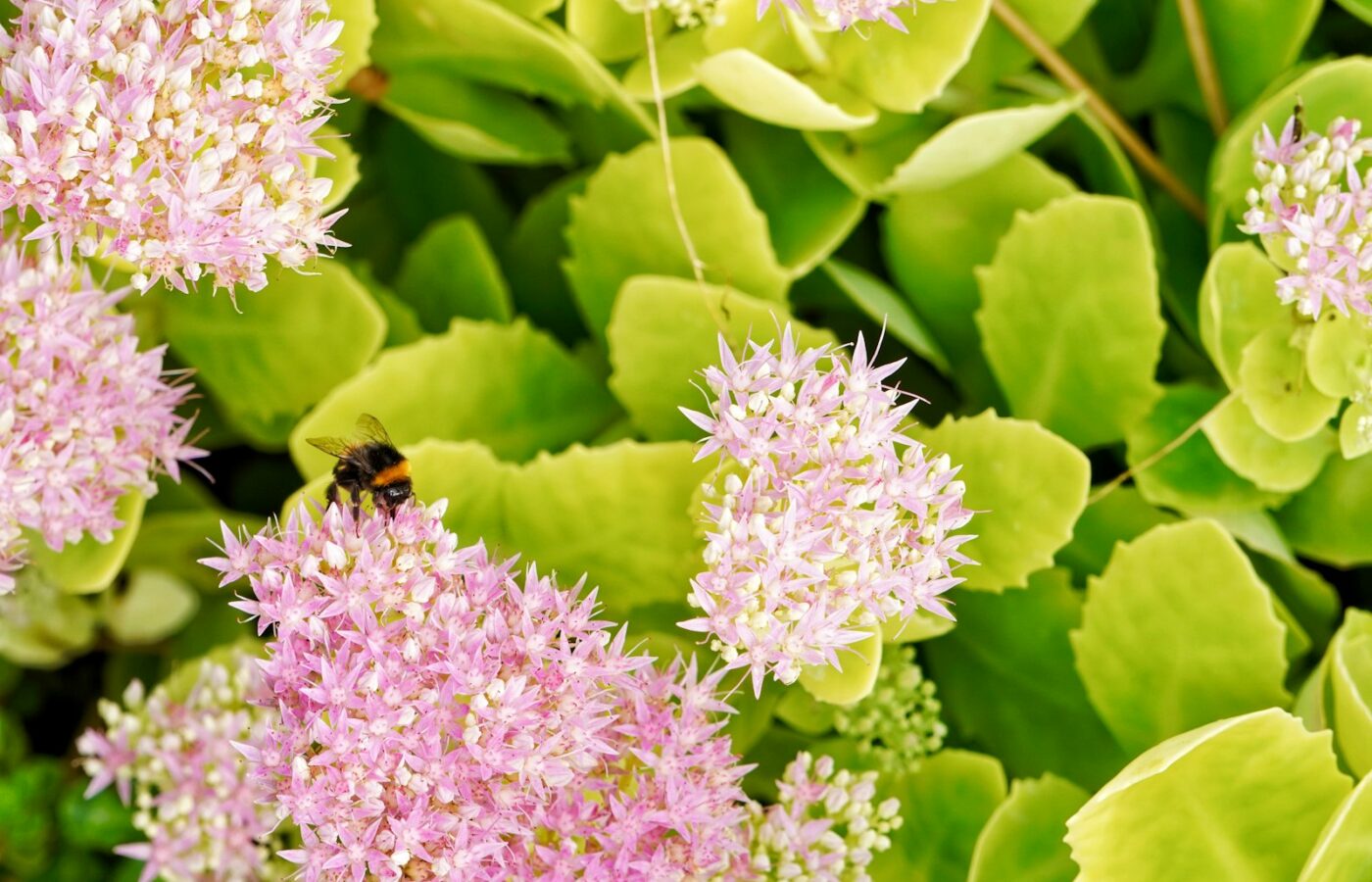 Hommel op een bloeiende sedum in een najaarsborder