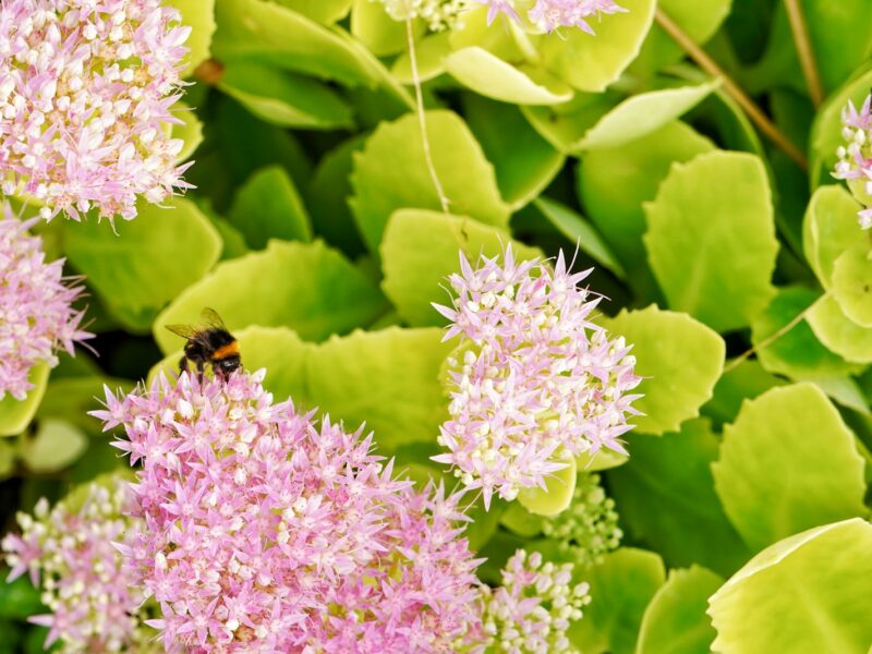 Hommel op een bloeiende sedum in een najaarsborder