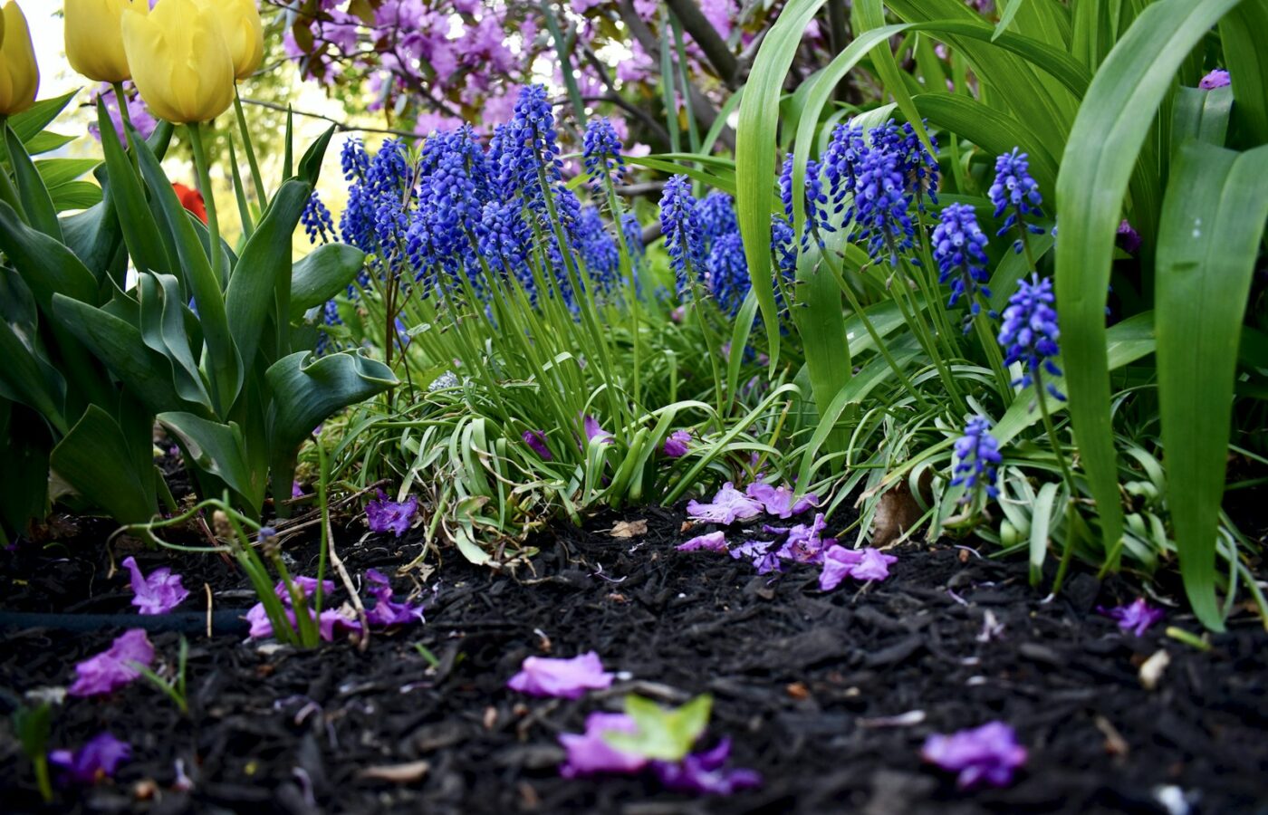 Bloembollen in een mand naast een plantschep op tuinaarde