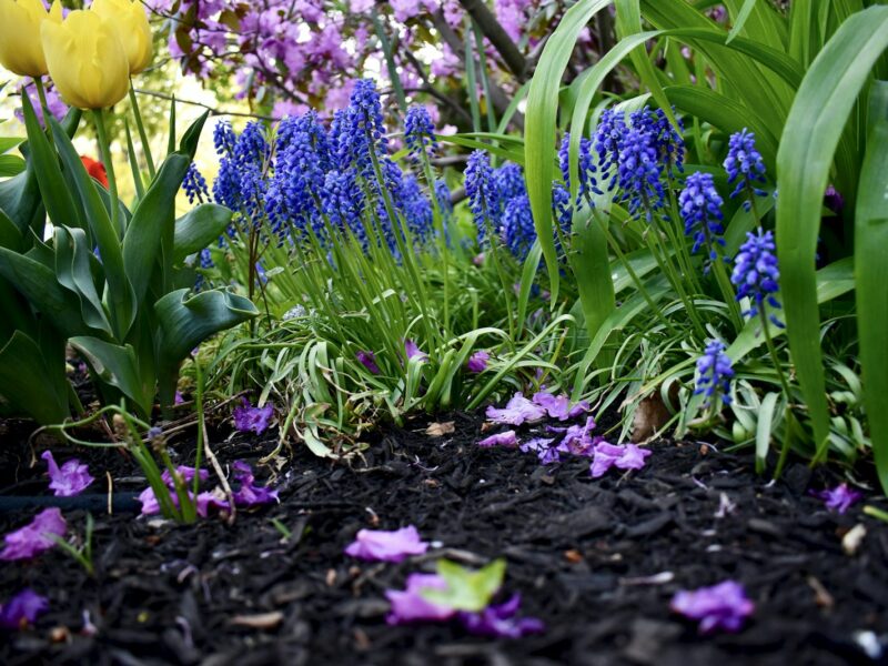 Bloembollen in een mand naast een plantschep op tuinaarde