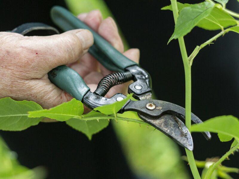 Snoeischaar knipt een tak van een boom met herfstblad