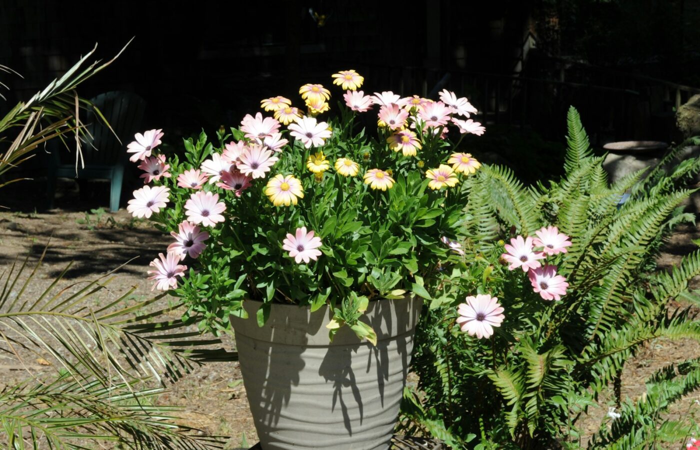 Bloeiende chrysanten in potten op een terras