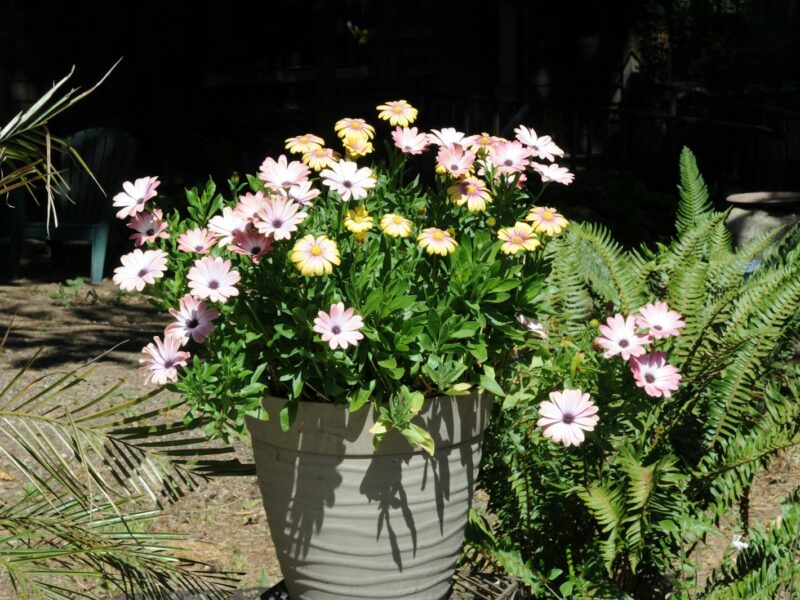 Bloeiende chrysanten in potten op een terras