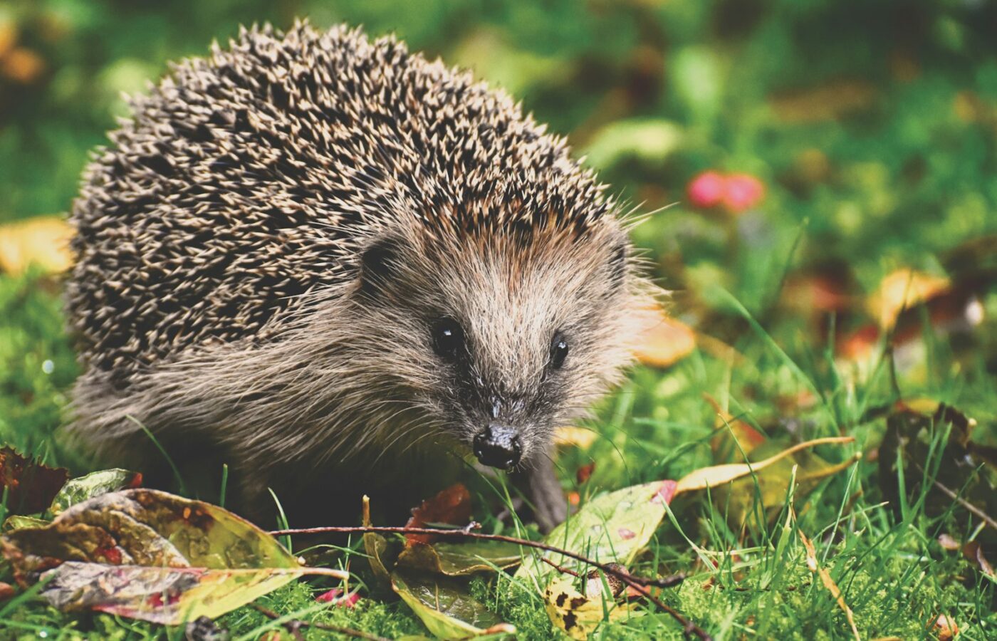 Egel in het gras tussen herfstbladeren