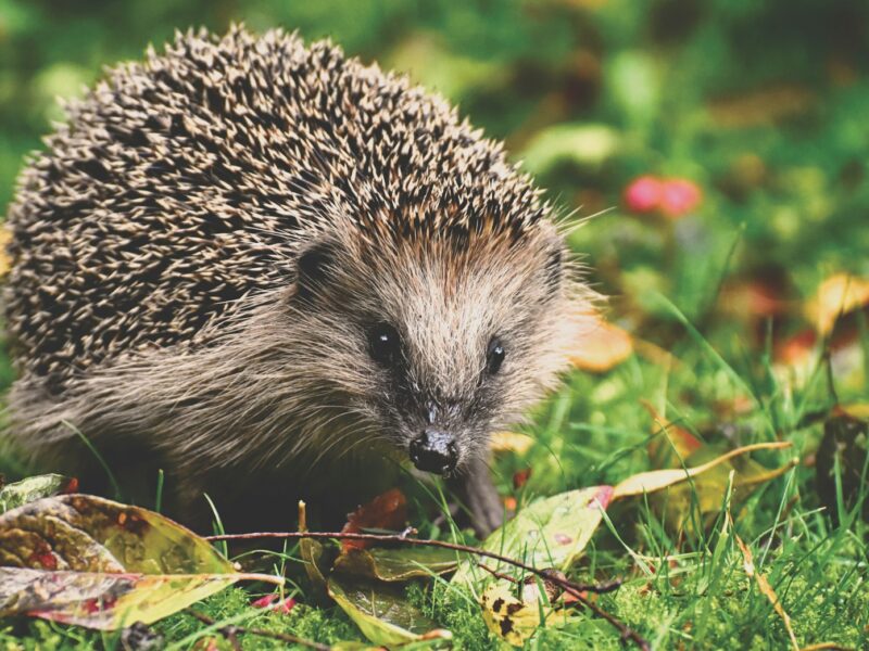 Egel in het gras tussen herfstbladeren