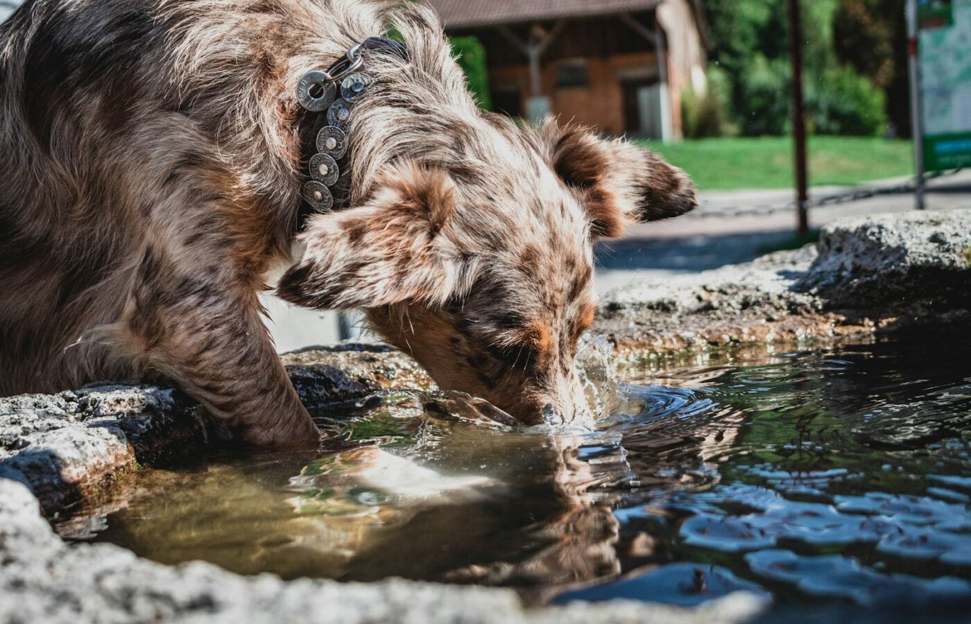 Hond drinkt water op een warme dag