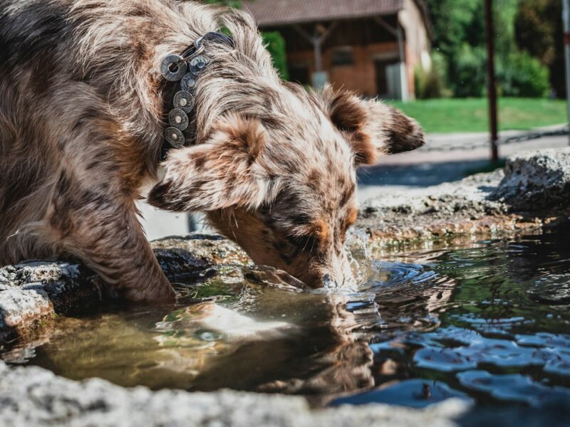 Hond drinkt water op een warme dag
