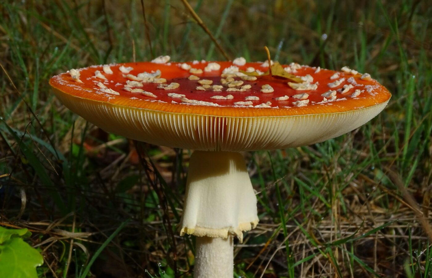 Groene knolamaniet tussen afgevallen bladeren in een loofbos
