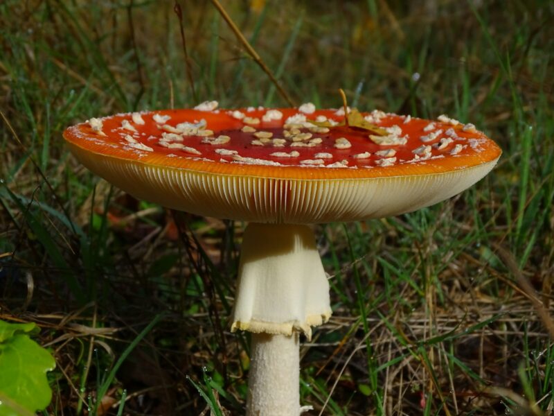 Groene knolamaniet tussen afgevallen bladeren in een loofbos