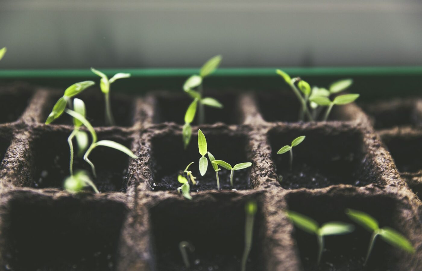 Jonge veldsla en spinazie in een moestuinbed in het najaar