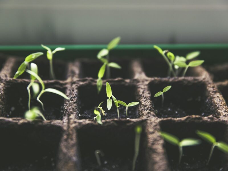 Jonge veldsla en spinazie in een moestuinbed in het najaar