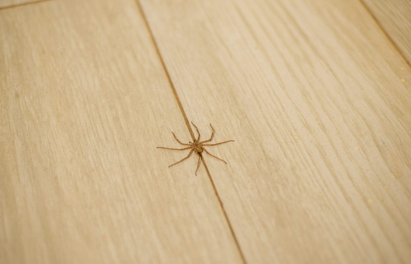 Grote huisspin op een houten vloer bij de plint