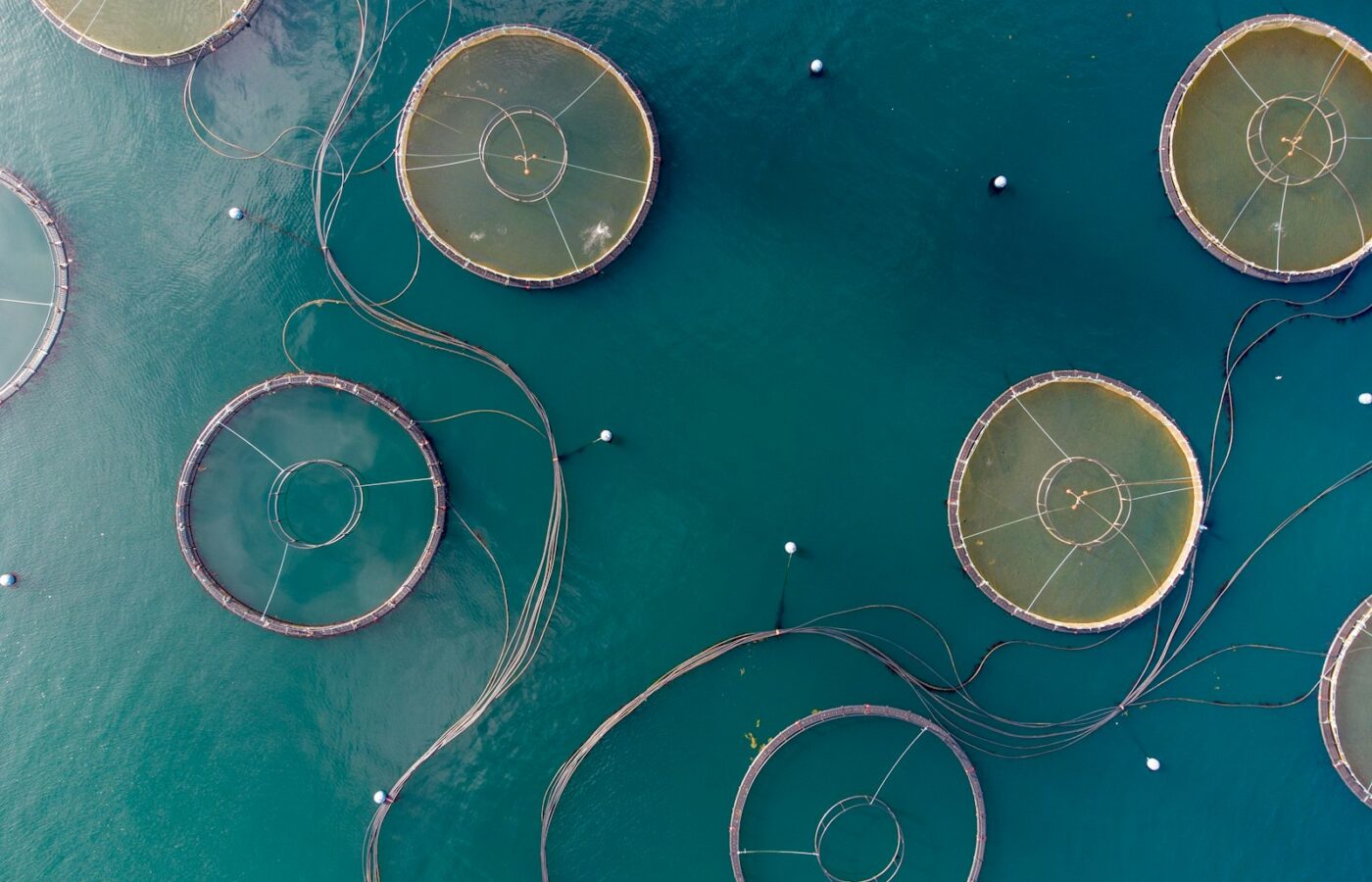 Ronde kweekkooien van een viskwekerij in open water bij de kust