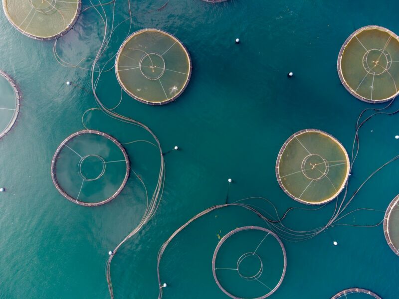 Ronde kweekkooien van een viskwekerij in open water bij de kust