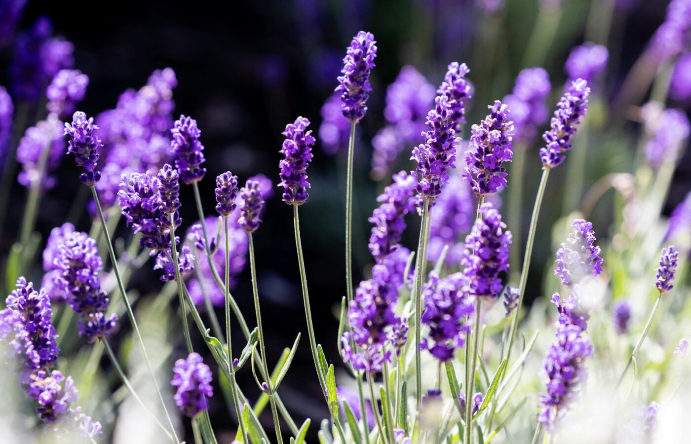 Lavendelpol met uitgebloeide stelen in een tuin in september