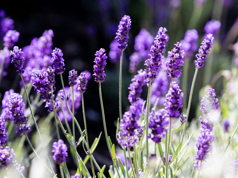 Lavendelpol met uitgebloeide stelen in een tuin in september