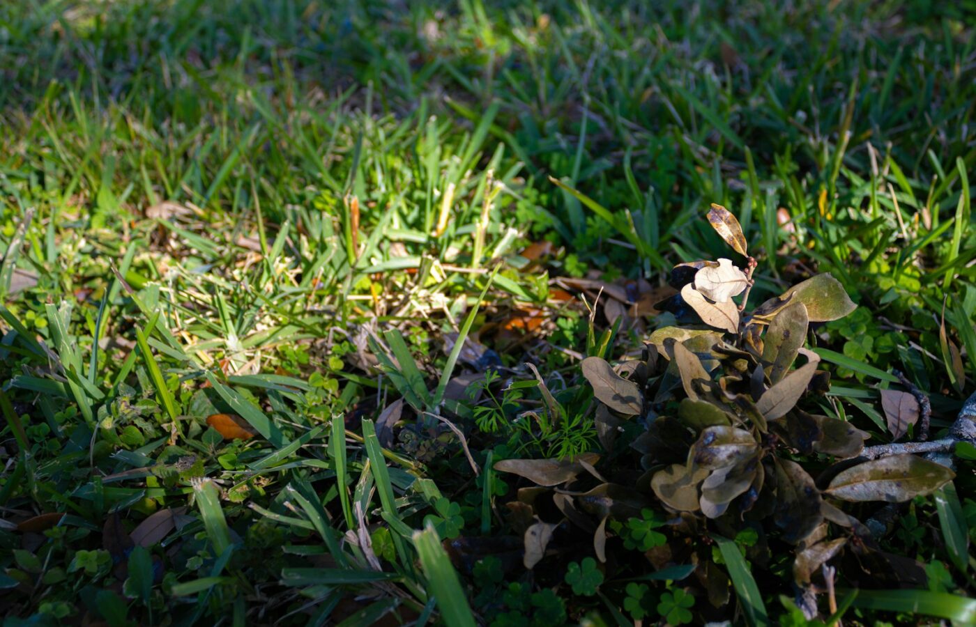 Gazon met kleine klaverblaadjes tussen het gras, van dichtbij gezien