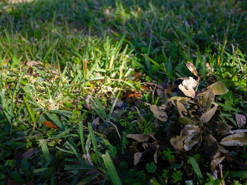 Gazon met kleine klaverblaadjes tussen het gras, van dichtbij gezien