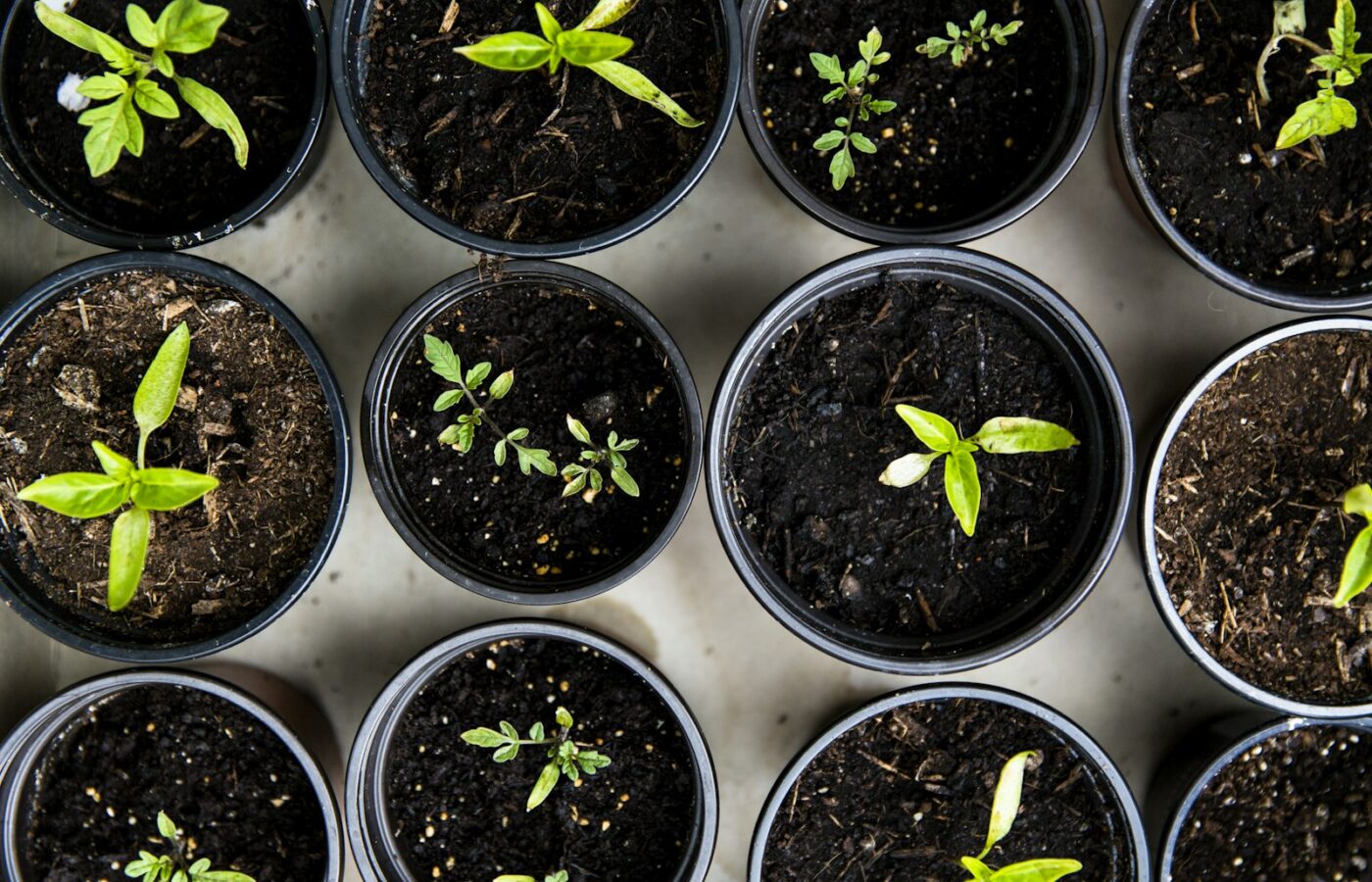 Stekjes van salvia in kleine potjes met potgrond op een werkbank