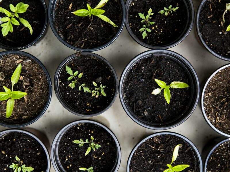 Stekjes van salvia in kleine potjes met potgrond op een werkbank