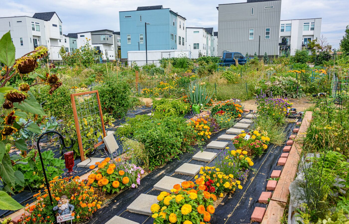 Rijen prei en kool in een gemeenschappelijke moestuin in het najaar