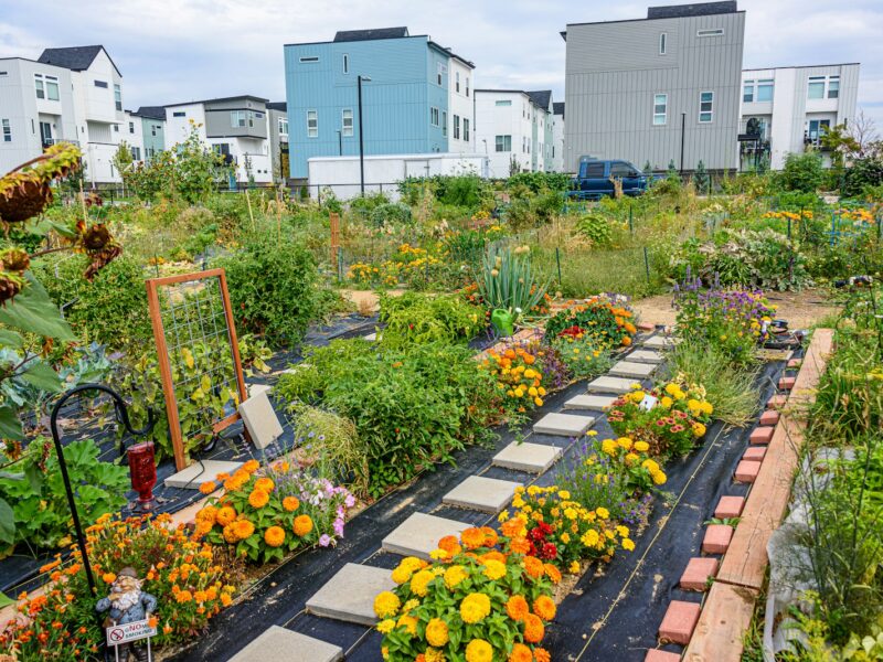 Rijen prei en kool in een gemeenschappelijke moestuin in het najaar