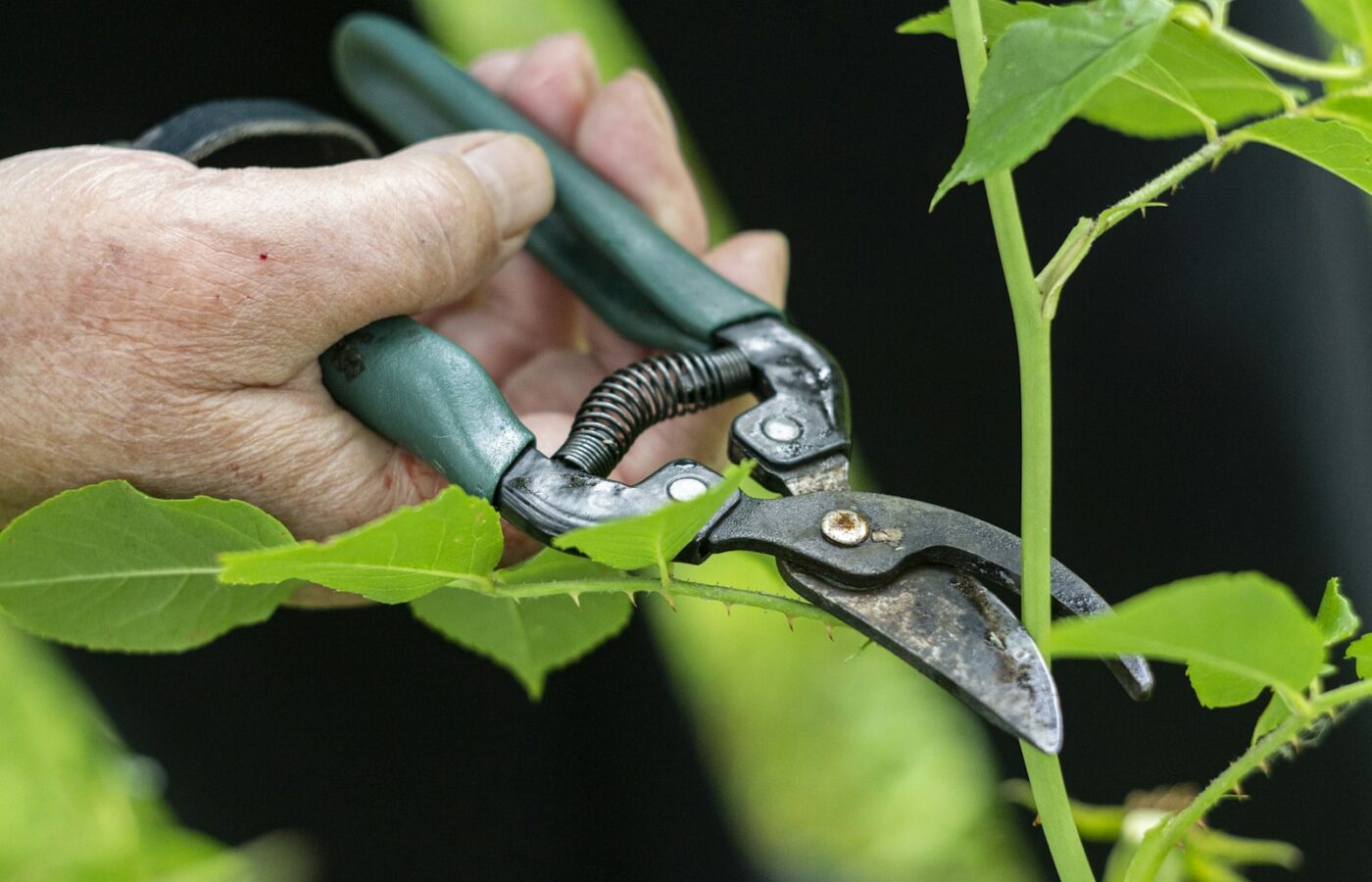 Snoeischaar en tuinhandschoenen bij een border in de nazomer