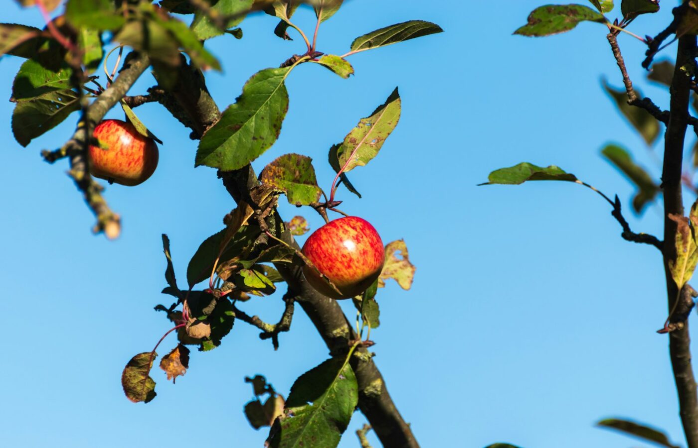 Handen met een snoeischaar bij een tak van een appelboom
