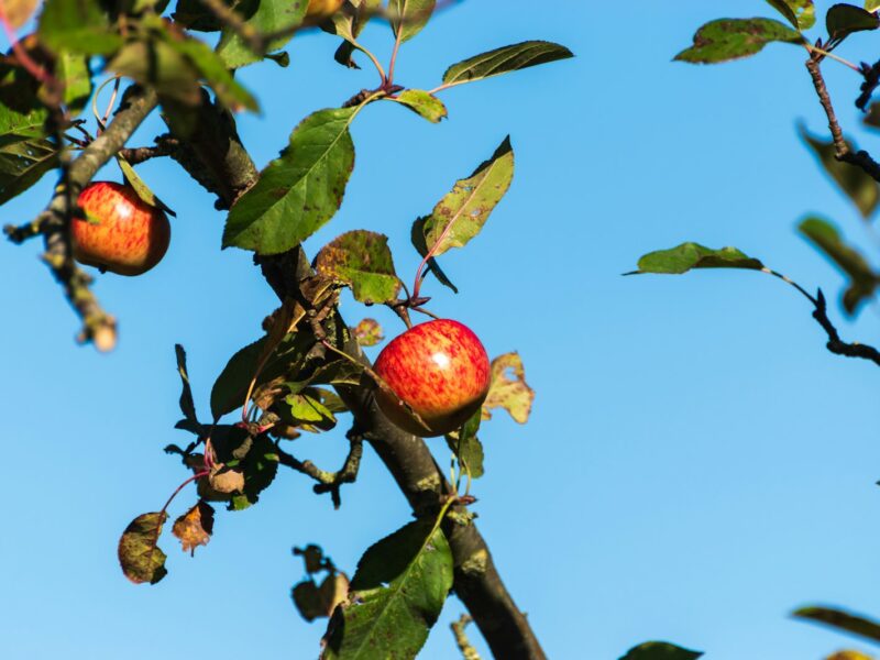 Handen met een snoeischaar bij een tak van een appelboom