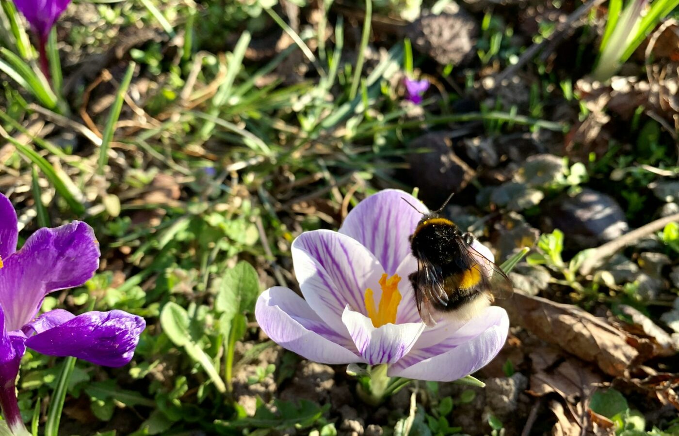 Hommel op een paarse krokus in het vroege voorjaar