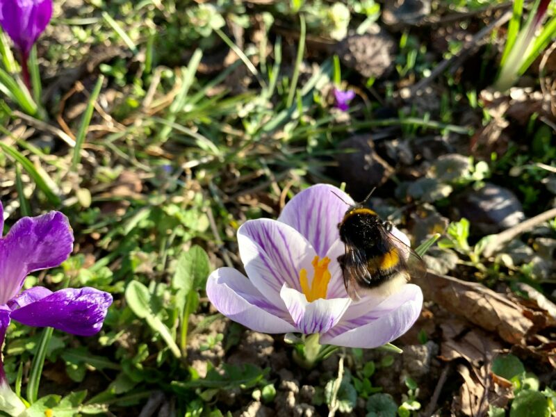 Hommel op een paarse krokus in het vroege voorjaar