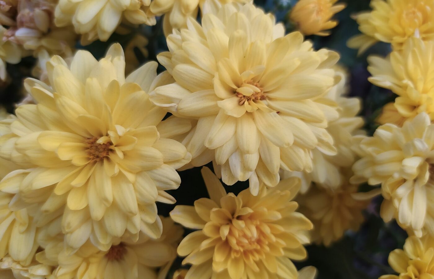 Potten met gele en paarse chrysanten in de herfst