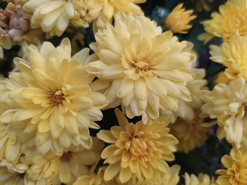 Potten met gele en paarse chrysanten in de herfst