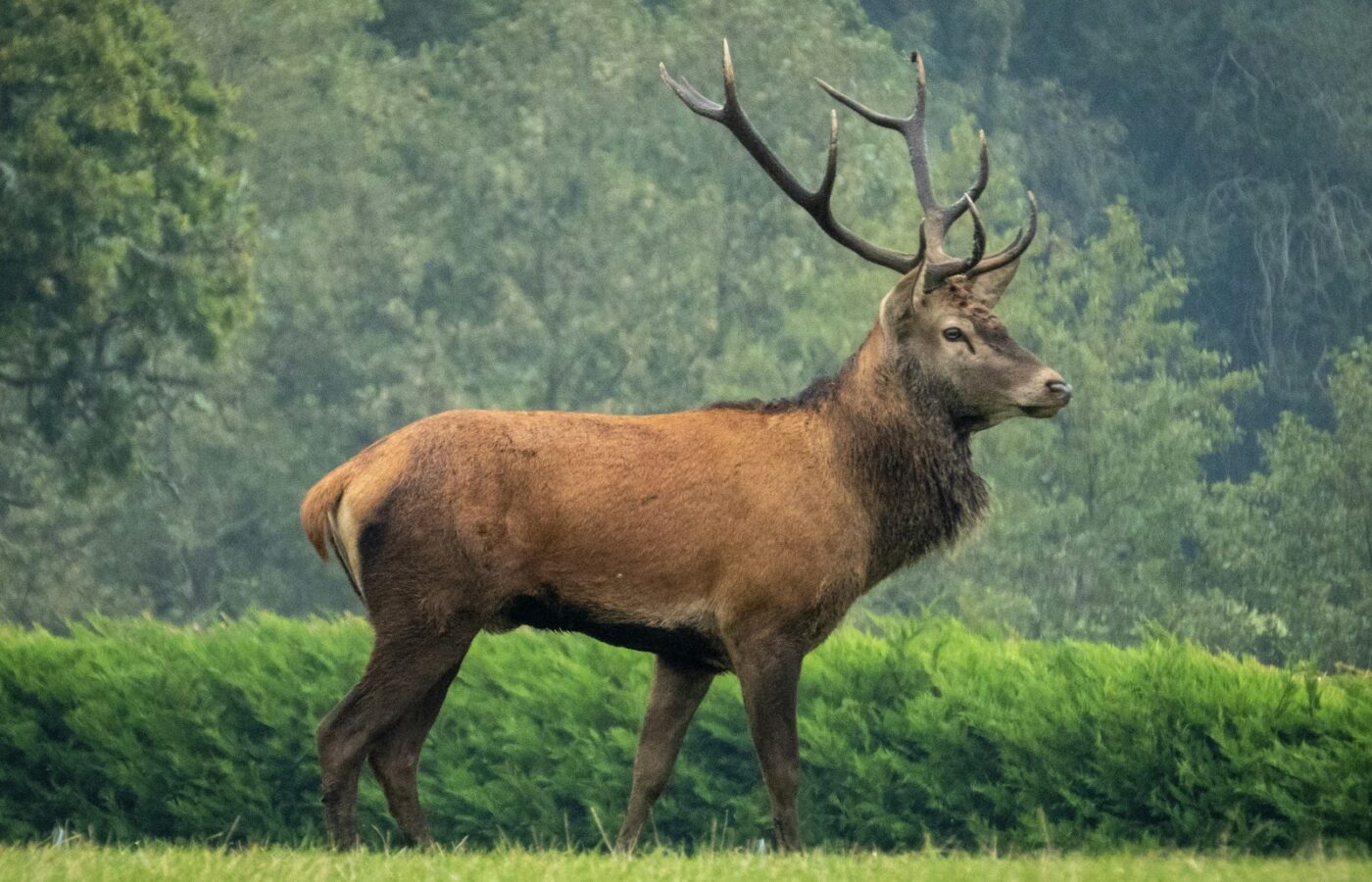 Burlend edelhert met groot gewei op een open heideveld in de ochtendnevel